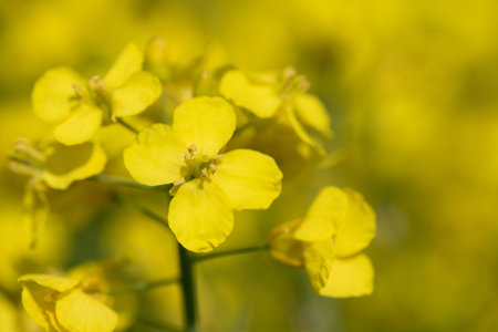 Close-up of a yellow rapeseed flower glowing in the sun against a yellow background.の写真素材