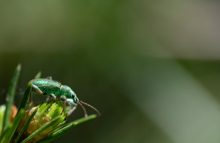 Close-up of a green small beetle, a silver weevil, sitting on a twig at the edge of the picture. There is a lot of space for textの写真素材