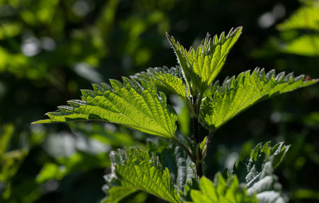 Close up of green leaves of stinging nettle growing outdoors. The sun shines through the leaves.の写真素材