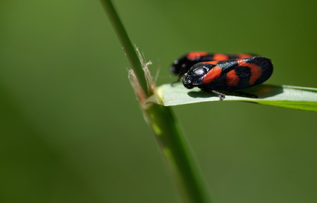 Two small cicadas are sitting next to each other on a blade of grass. The insects are red with black spots. The background is green with room for text.の写真素材
