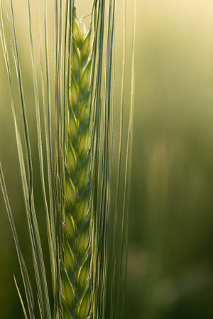Close-up of a green unripe ear of barley in spring. The sun shines through the grain from behind. The background is greenの写真素材