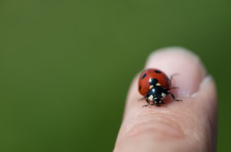 a small red ladybug sits on a person's finger. The ladybug is red with seven black dots. The...