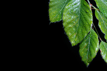 Green leaves of the beech are wetted with drops of water. The background is black. The leaves hang...