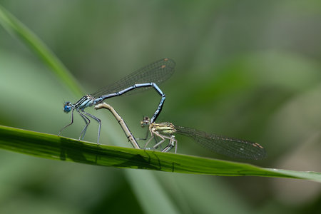 Two delicate feather dragonflies (Platycnemididae) are on a broad blade of grass. The dragonflies form a love heart. They unite and celebrate marriage in natureの写真素材