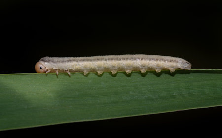 Close-up of a sawfly (Dolerus) caterpillar crawling along a green blade of grass. The background is black. There is space for text.の写真素材