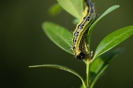 Close-up of a box tree moth (Cydalima perspectalis) climbing down the leaves of a box tree. The background is green, with space for textの写真素材