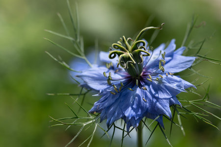 Close-up of a blue flower, a daisy daisy (Nigella damascena) growing outdoors against a green background. The sun shines from the sideの写真素材