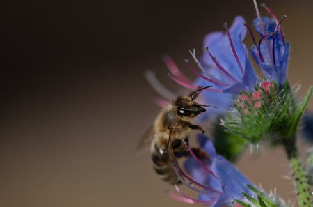 Close-up of a tiny honey bee sitting on a wildflower looking for pollen.