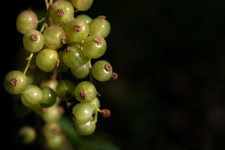 Close-up of small, unripe and green currants. The berries grow on the bush. The background is dark with room for textの写真素材