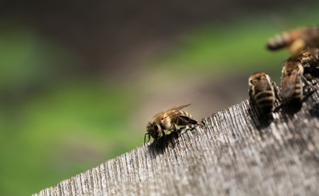 Several small honey bees move on a wooden board against a green background. There is space for text. The board belongs to a beehiveの写真素材