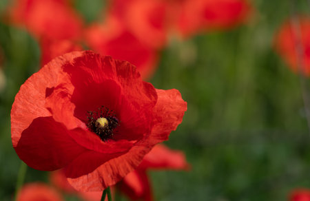 Close-up of a red wild poppy flower. The poppy flower grows in a meadow with other flowers. The sun is shining.の写真素材