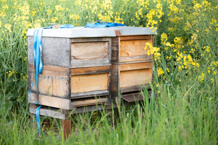 Two wooden beehives stand in the middle of a blooming rapeseed field. It's spring in Bavariaの写真素材