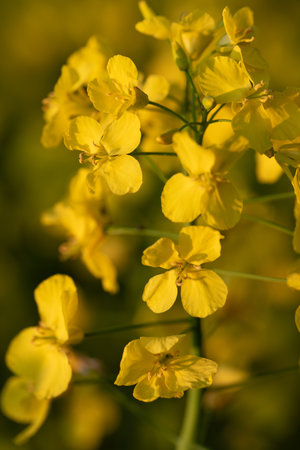 Close-up of yellow flowering rapeseed in the evening sun. You can see the petals hanging from the delicate flowers.の写真素材