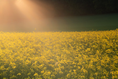 A field with blooming rape against the light in the evening sun. You can see the yellow flowers, in the background a meadow and trees. From the side, the sun's rays falling on the rapeseed.の写真素材