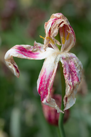 The head of a faded tulip droops its petals. The flower grows in a meadow. The petals are old and wrinkled.の写真素材