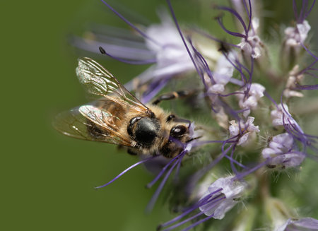 Close up of a small honey bee looking for pollen on purple wild flowersの写真素材