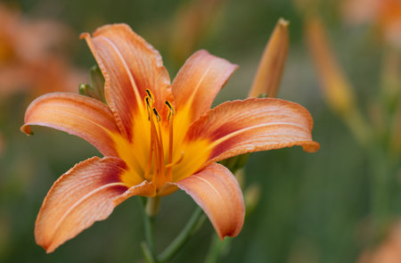 Close-up of an orange daylily that has bloomed. The pollen are yellow. The petals glow. The background is pastel greenの写真素材