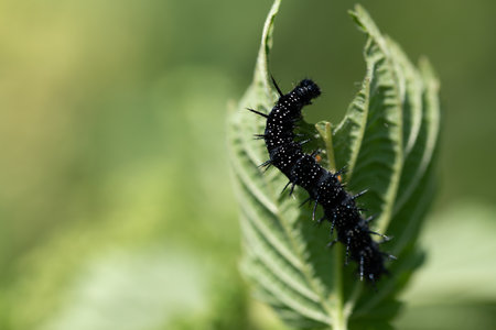 The caterpillar of a peacock butterfly climbs up the leaf of a stinging nettle. A piece of the sheet is missing. The background is green.の写真素材