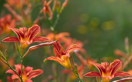 Many orange daylilies bloom in the garden in summer. The background is green. The light shines on the flowers. There is space for textの写真素材