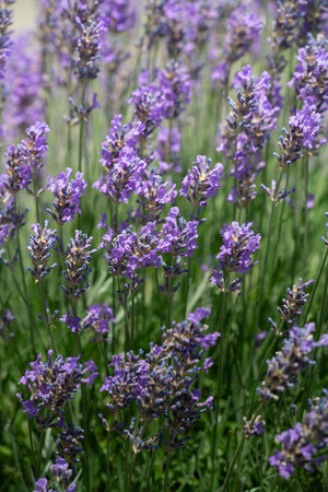 Purple flowering lavender grows on a bush. The image is in portrait format. The flowers glow in the sun.の写真素材