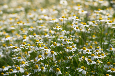 Abundant flowering chamomile plants grow in a field in Germany. The yellow pollen and white petals are clearly visible.の写真素材
