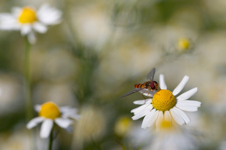 A small hover fly sits on a chamomile flower. The compound eyes of the hoverfly can be seen. The...