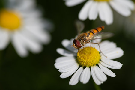Close-up of a striped hoverfly perched on a caraway flower. It's summer. The hoverfly searches for pollen.の写真素材