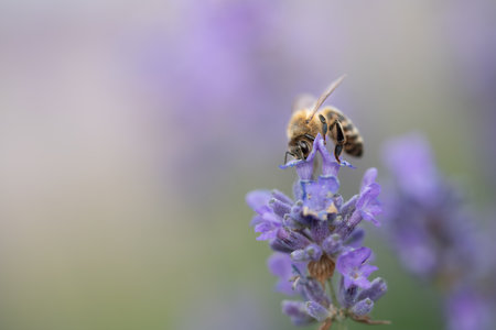 A tiny honey bee sits on top of a purple lavender flower. The background is purple and green. There is space for textの写真素材