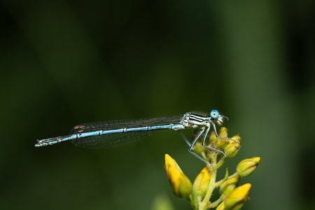 a blue feather dragonfly sits on a yellow flower in summer. The insect turns its head slightly to the side. The background is green. There is space for textの写真素材