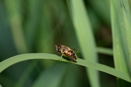 A fat hoverfly sits on a blade of grass outdoors. Lots of grass in the background. The hair on the hoverfly is clearly visible.の写真素材