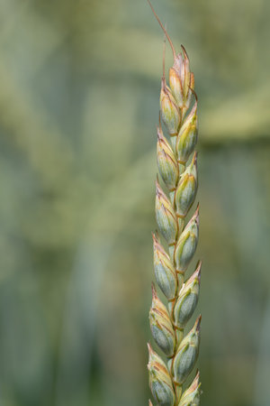 A long ear of green spelled in portrait format against a light background. The seeds are not yet ripe.の写真素材