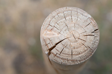 A wooden post is stuck in the ground. He is photographed from above. You can see the texture on the cut edge. The background is damaged with space for text.の写真素材