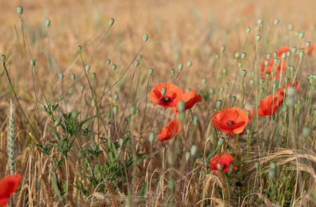 Brightly blooming wild poppies grow in a cornfield. Many poppy flowers have already transformed into seed pods that sit on stalks next to the poppy flowers.の写真素材