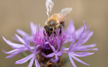 A tiny honey bee searches for food and pollen on a purple wildflower. The background is brown.の写真素材