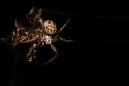 Close-up of a garden spider (araneus) hanging from a silk thread. The background is dark. The spider's hairs are clearly visible.の写真素材