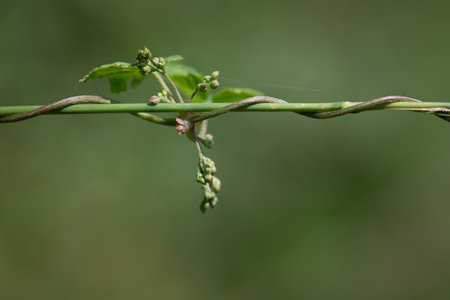 Close-up of a young Virginia creeper shoot twining around a stalk of grass. The background is green with space for text.の写真素材