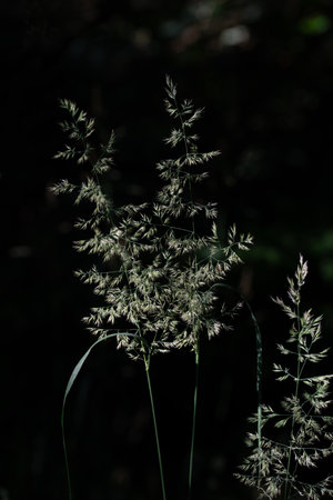 Tall thin and tender grass that blooms, grows in the dark, and is dimly lit by the sun.の写真素材