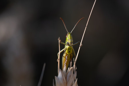 A curious grasshopper peers over the edge of an ear of corn. The insect carefully observes its surroundings.の写真素材