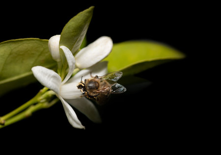 a small honey bee searches for nectar in a citrus blossom. part of the citrus tree can be seen with its green leaves. The background is black.の写真素材