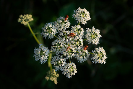 Close-up of the flower of a wild carrot (daucus carota) on which several warblers are sitting and crawling on it. The background is green.の写真素材