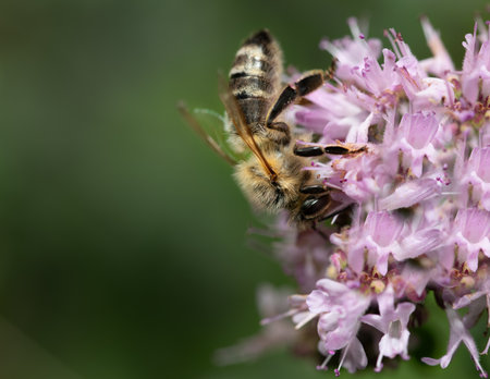 Close up of a honey bee looking for pollen and nectar on pink flowers.の写真素材