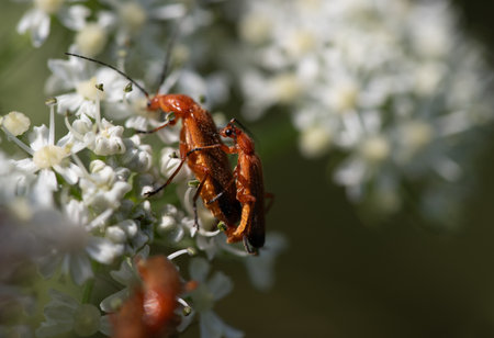 Two no brown soldier beetles sat on white small flowers. They are in lovemaking for the purpose of procreation.の写真素材