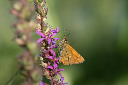 a small brown rust-colored skipper butterfly (Ochlodes sylvanus), perched on a flower with purple...