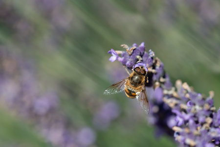 A striped dung bee (Eristalis tenax) perches on a lavender flower. The background is blurred with sprigs of lavender and pops of purple colorの写真素材