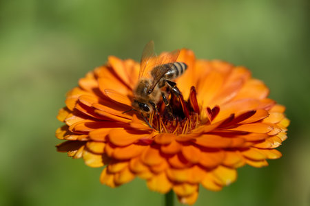 Close-up of an orange chrysanthemum with a honey bee sitting on it. The background is green. The bee is looking for pollen.の写真素材