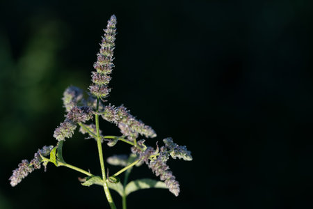 The flowers of wild mint, in summer, against a dark background. The small flowers are purple and green. There is space for text.の写真素材
