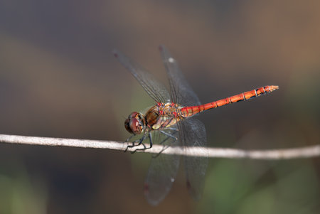 Close-up of a blood-red male darterfly (Sympetrum striolatum) sitting on a dry branch. The hunter is...