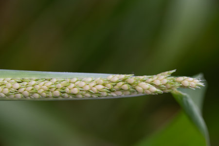 Close-up and detail of a millet plant. You can see the fruits opening. Seeds or grains can be seen. The background is green with space for text.の写真素材
