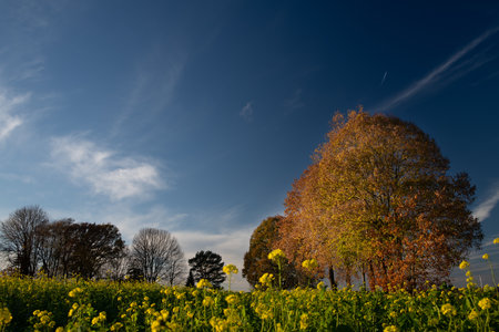 Autumn landscape with bare trees or deciduous trees with yellow and red leaves hanging on them. In the foreground a yellow flowering rapeseed field. Blue sky in the background.の写真素材