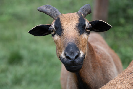 Portrait and close-up of a curious brown goat looking at the camera. The focus is on the eyes. The goat stands in nature against a green background.の写真素材
